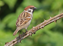 Tree Sparrow (2)